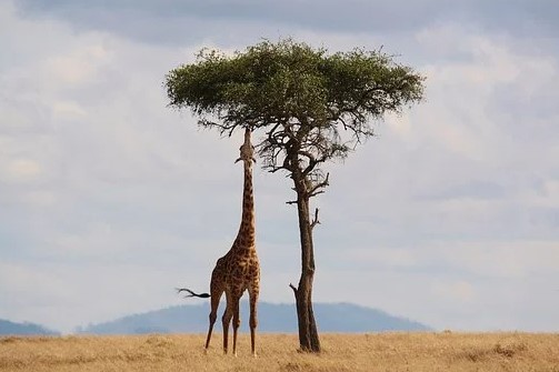 Safari_giraf