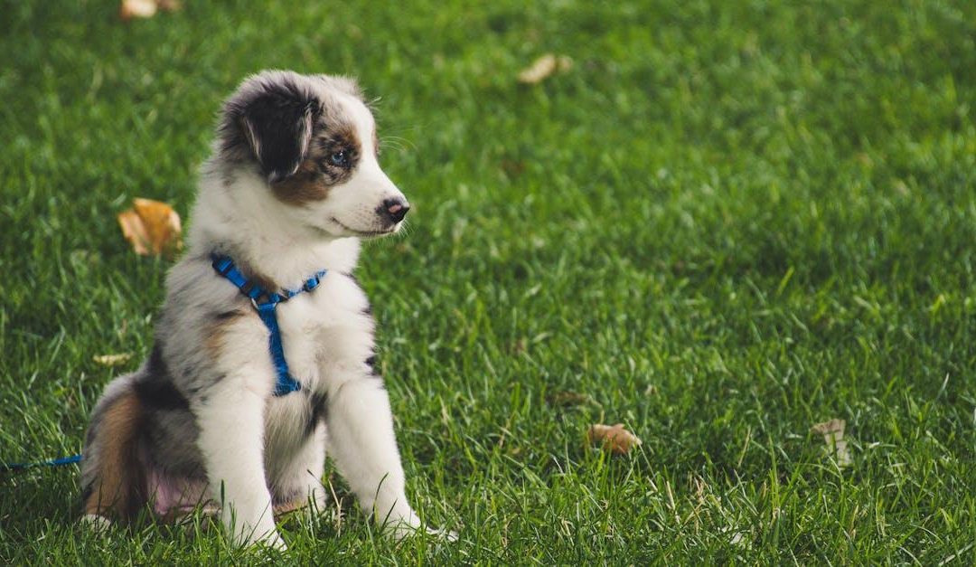 Opdag Sjove Nyheder om Hunde på Hundefan.dk