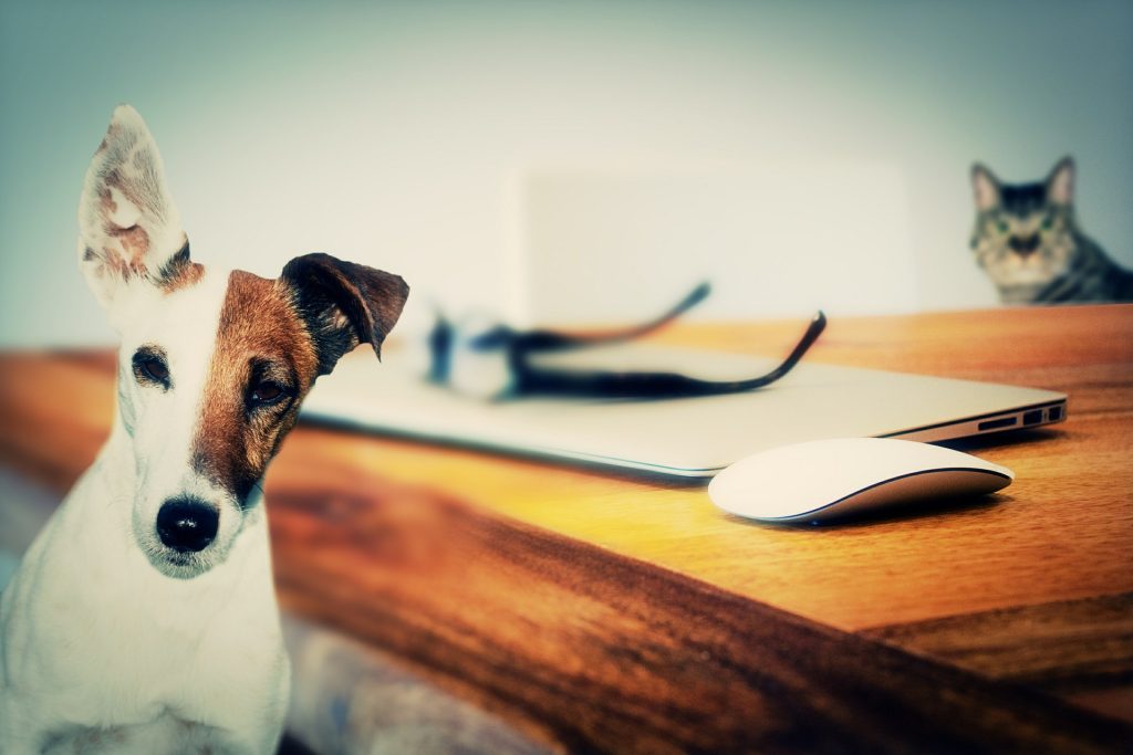 hund_kat_arbejde