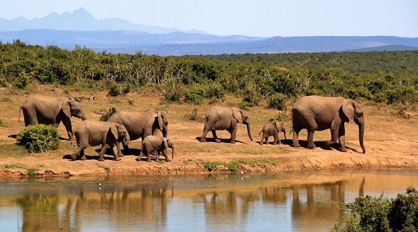Safari_elefanter