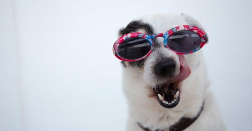 Fysioterapi til Hunde: En Vej til Bedre Sundhed og Velvære