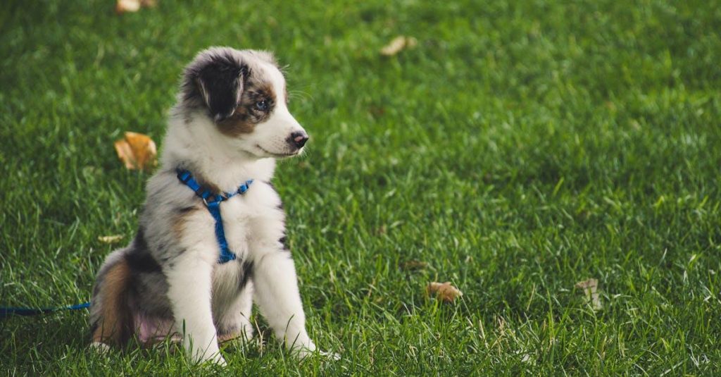 Opdag Sjove Nyheder om Hunde på Hundefan.dk