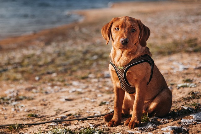 Labrador Retriever: En Ideel Familiehund